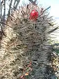 Mammillaria dioica, portant fruit.