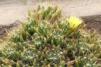 Description de l'image Mammillaria longimamma pm.jpg.