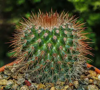 M. spinosissima var. rubrispina  'Super Red'.