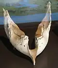 Mandibule de Mammuthus primigenius