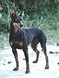 En Amérique, les oreilles sont traditionnellement coupées.