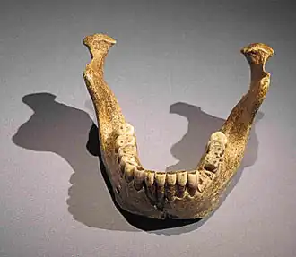 Image illustrative de l’article Mandibule de Mauer