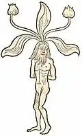 Livre I, chapitre 276. Mandragora vir
