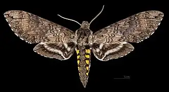 Manduca diffissa petuniae ♂