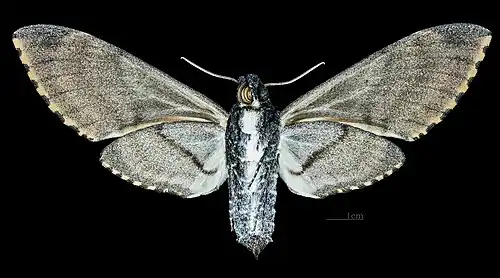Manduca ochus revers de la femelle