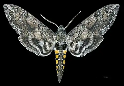 Face dorsale ♀