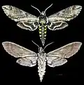 Manduca tucumana