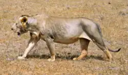 Lion sans crinière.