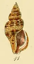 Raphitoma leufroyi