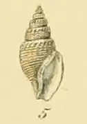Curtitoma trevelliana.