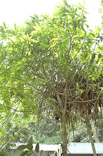 Description de l'image Mangifera andamanica-BSI-yercaud-salem-India.jpg.