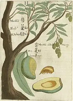 Mangue et manguier