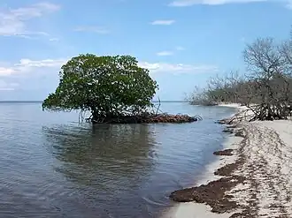 Image illustrative de l’article Cayo Levisa