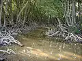 Mangrove