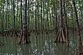 Mangrove