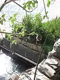 Biome des mangroves