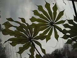 Manihot palmata.
