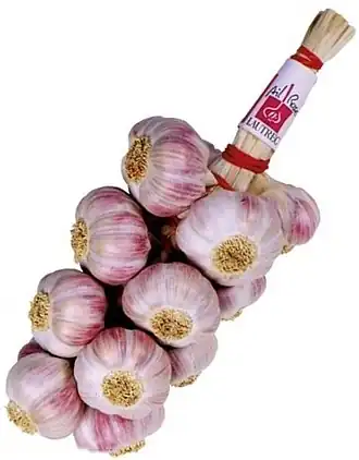 Photo couleur d'une tresse d'ail à gousses blanches nuancées de rose-violet.
