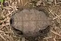 Plastron