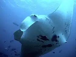 Raie manta de récif.