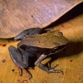 Description de l'image Mantella betsileo01.jpg.