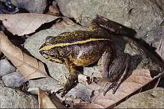 Description de l'image Mantidactylus grandidieri02.jpg.