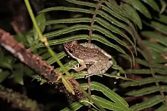 Description de l'image Mantidactylus mocquardi 53213251.jpg.