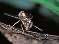 Mantispidé (neuroptère)