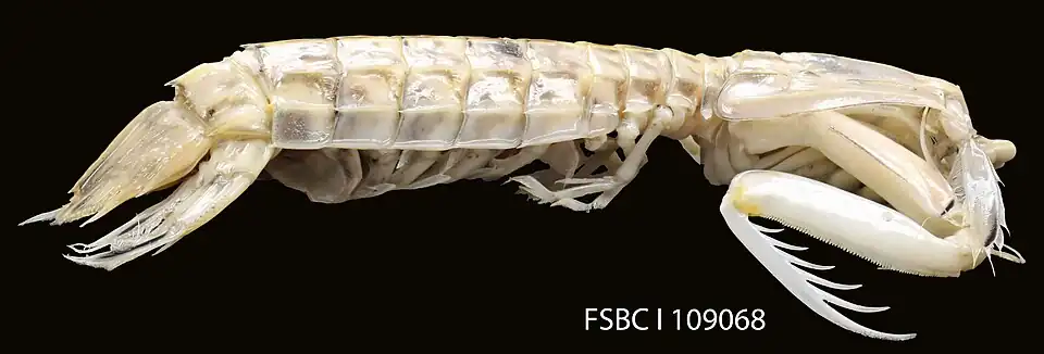 Squilla rugosa