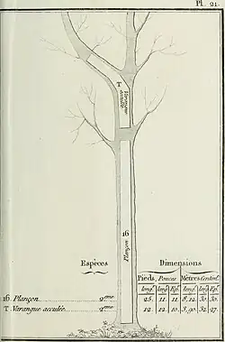 Varangue acculée; Plançon
