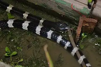 Description de l'image Many-banded Krait (Bungarus multicinctus) 銀環蛇4.jpg.