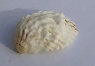 Maoricrypta costata