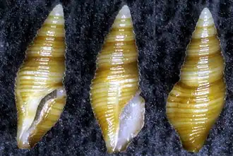 Maoritomella batjanensis.
