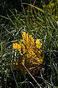 Feuille restant retenue dans l'herbe