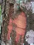 Ecorce de Maprounea guianensis