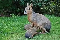 Mara et ses petits.