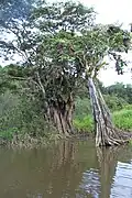 Mangrove du marais de Kaw