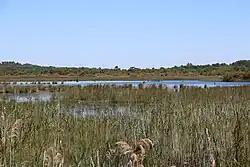 Marais de Contaut.