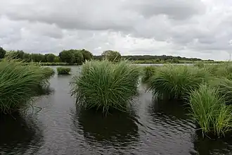 Marais