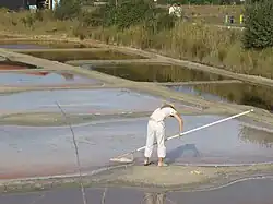 Saunier en récolte de sel