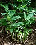 Maranta arundinacea sur l'île de Java en Indonésie