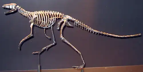 Squelette de Marasuchus, un autre ornithodire.