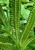 Marattia laevis