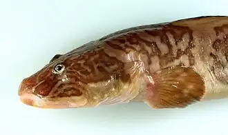 Lycodes raridens