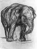 Éléphant, 1907, craie, Kunsthalle de Hambourg (Hambourg).