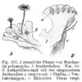 Support d'anthéridium