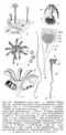 Gamétophyte et sporophyte femelle