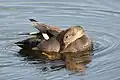 Canard chipeau à l'extrémité est du marais près de l'observatoire.