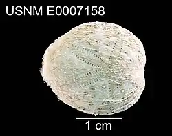 Maretia cordata