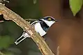 Batis margaritae